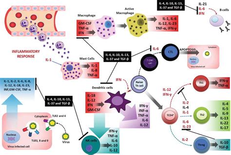 Cytokine Profiling Plays a Crucial Role in Activating