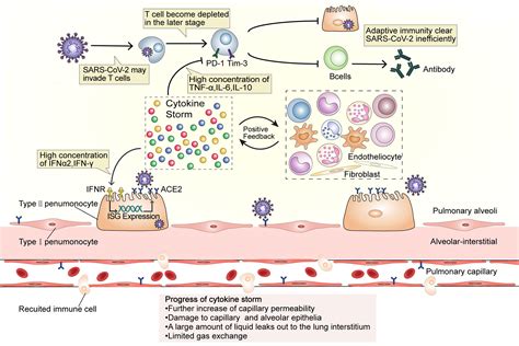 Cytokine storms, evolution and COVID-19 - Oxford Academic