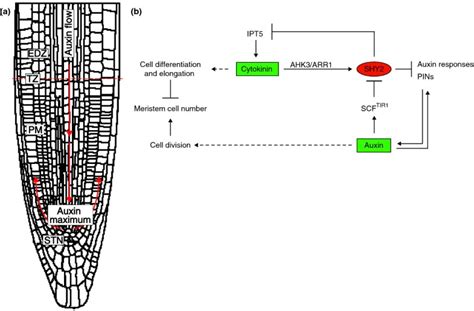 Cytokinin and auxin intersection in root meristems