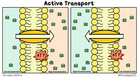 Cytologic evidence for mechanisms of K + transport and genesis …