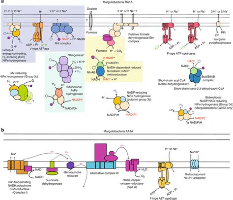 Cytoplasmic and membrane-bound hydrogenases from …