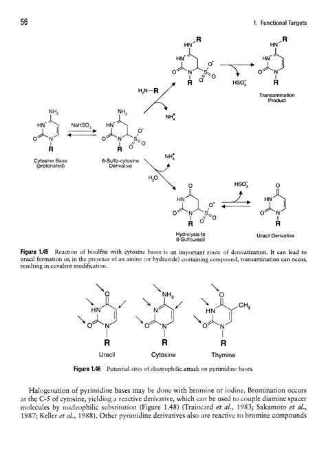 Cytosine permease - Big Chemical Encyclopedia