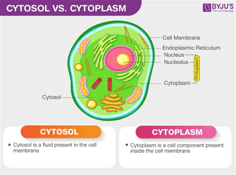 Cytosol vs cytoplasm. Things To Know About Cytosol vs cytoplasm. 