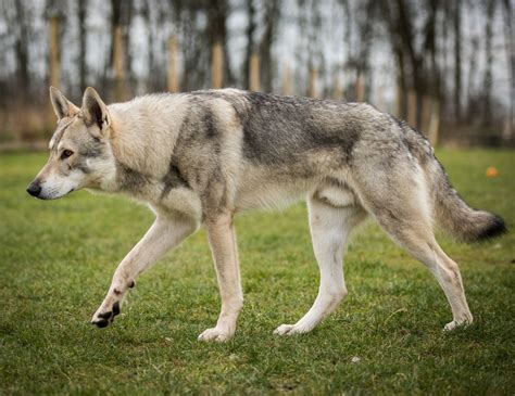 The Czechoslovakian Wolfdog is a sturdy, medium-sized dog, with a r