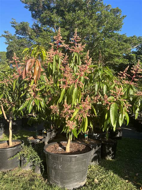 D's Fruit Trees - raincitystudios.com