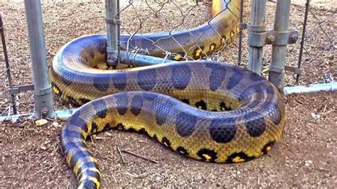 Dünyanın en büyük çıngıraklı yılanı