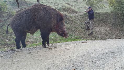 Dünyanın en büyük domuzu>>>>>>>>> . 