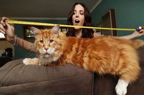 Dünyanın en büyük kedisi video
