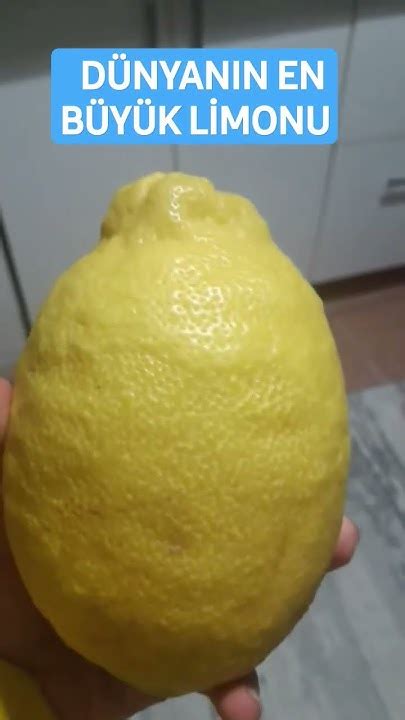 Dünyanın en büyük limonu YouTube.