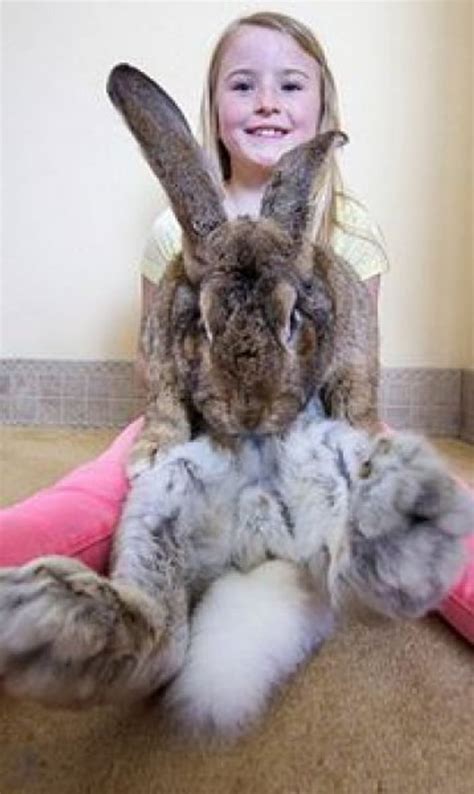 Dünyanın en büyük tavşanı