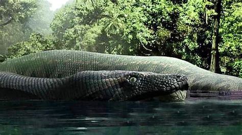 Dünyanın en büyük yılanının videosu