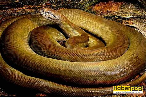 Dünyanın en büyük yılanlarının videoları
