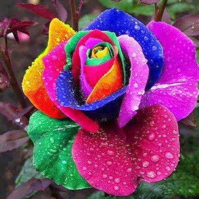 Dünyanın en güzel çiçekleri facebook