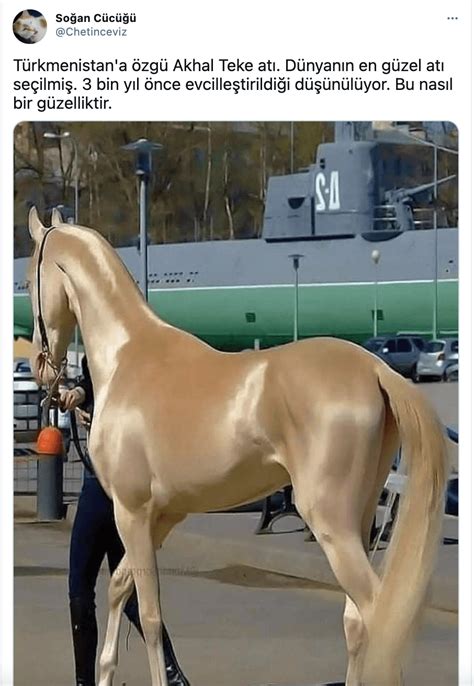 Dünyanın en güzel atı türkiye