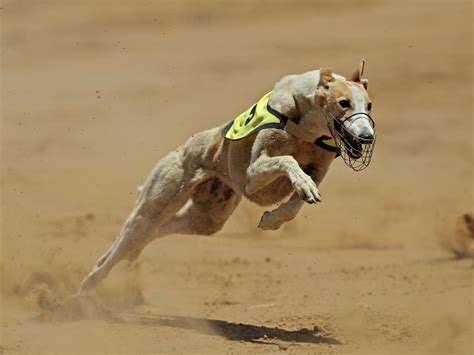 Dünyanın en hızlı köpeği