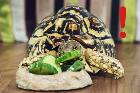 Dürfen schildkröten gurken essen