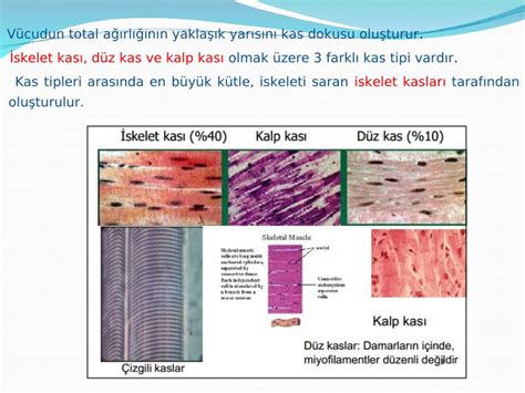 Düz Kas Dokusu Özellikleri ve İşleyişi Thpanorama. 