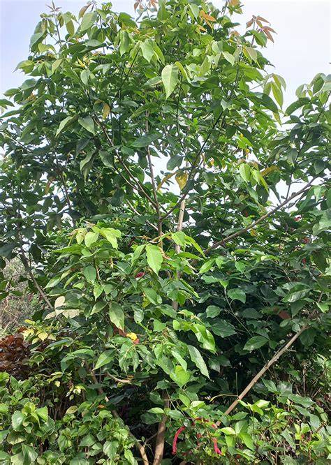 D Determination of Alkaloid Content of Kaluan Leaves (Vitex pinnata L ... - raincitystudios.com