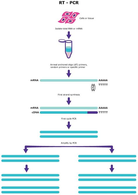 D-PCR-DY-23 Demotesten