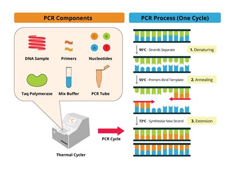 D-PCR-DY-23 Deutsch.pdf