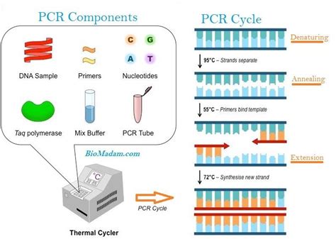 D-PCR-DY-23 Pruefungssimulationen