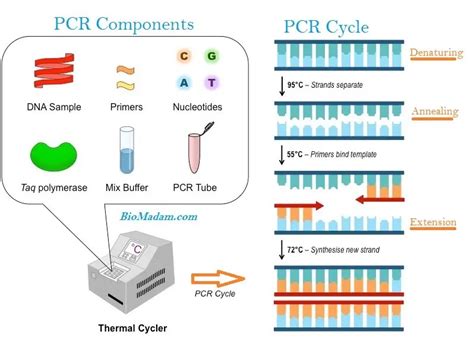 D-PCR-DY-23 Simulationsfragen