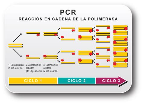 D-PCR-DY-23 Testantworten