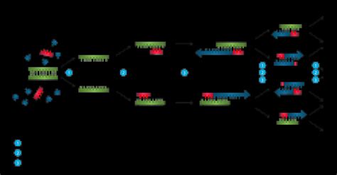 D-PCR-DY-23 Testfagen