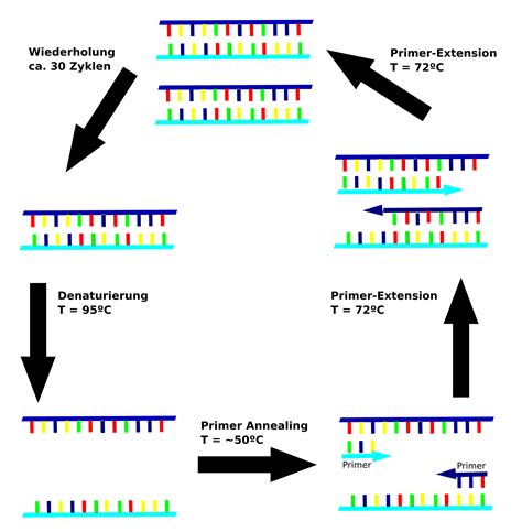 D-PCR-DY-23 Vorbereitung