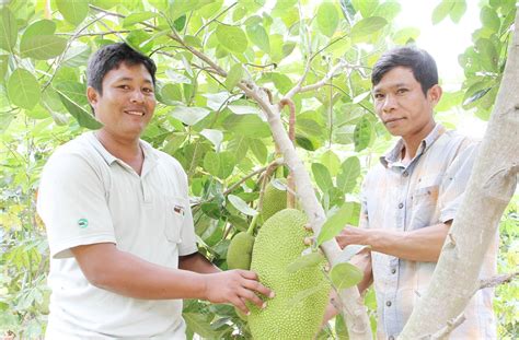 DA project raises jackfruit yield - raincitystudios.com