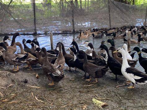 DA-4A showcases rice+duck farm system, … - raincitystudios.com