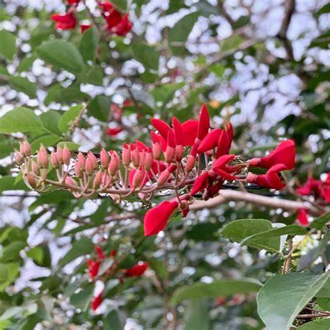 Dadap merah (erythrina cristagali) - raincitystudios.com