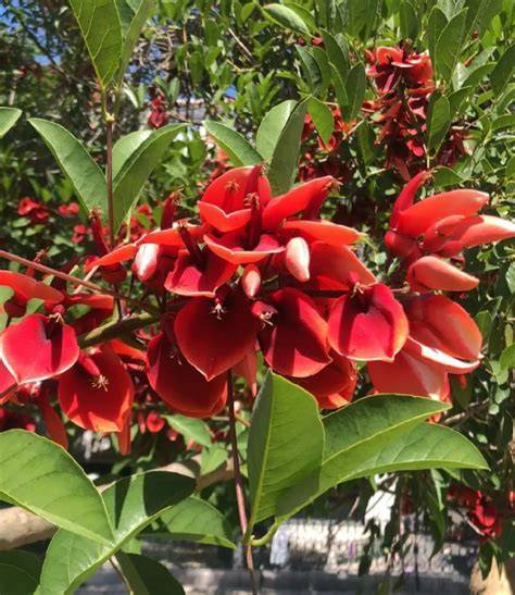 Dadap Merah Erythrina crista-galli L. - SINOX NURSERY - raincitystudios.com