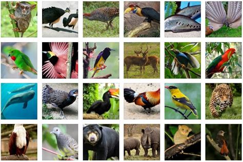 Daftar fauna identitas di Indonesia - Wikipedia bahasa Indonesia ... - muktibox.com