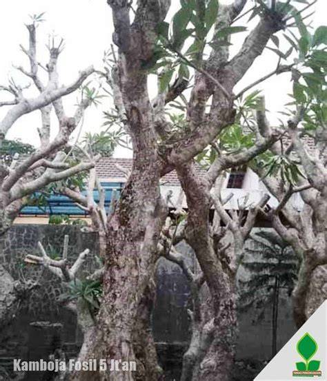 Daftar Harga Kamboja Fosil Terbaru 5Jt'an - Tunas Penghijauan - raincitystudios.com