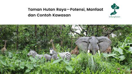 Daftar Lengkap Taman Hutan Raya (Tahura) di Indonesia - raincitystudios.com