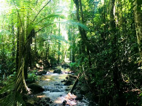 Daintree Rainforest - muktibox.com