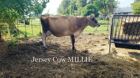 Dairy Cows for Sale - Farm Edition Feeding Review - coolestguyplanet.net