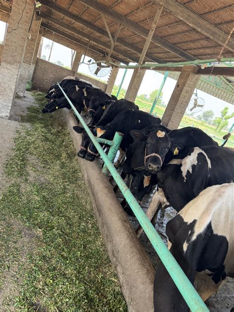 Dairy Farm 4 - Massey University - coolestguyplanet.net