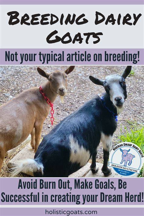 Dairy Goats 101: Breeding & Care - The … - raincitystudios.com