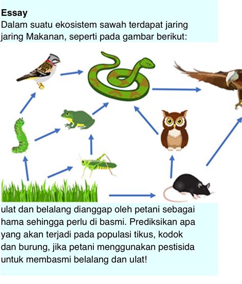 Dalam suatu ekosistem sawah terdapat jaring-jaring... - Roboguru - muktibox.com