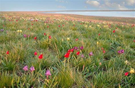 Dalnevostochny-Morskoy Zapovednik - Wild Russia - raincitystudios.com
