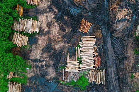 Dampak Deforestasi Terhadap Kita - raincitystudios.com
