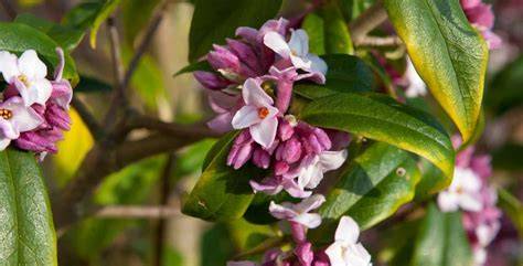 Daphne / RHS Plant Guide - raincitystudios.com