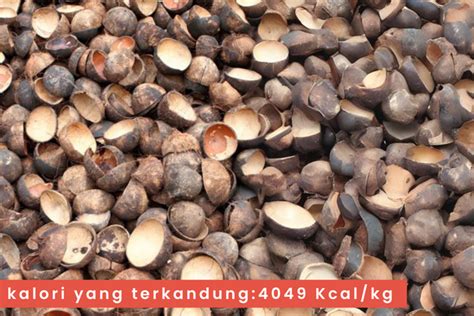 Dari alam untuk energi masa depan Cangkang sawit ... - wintechmobiles.com