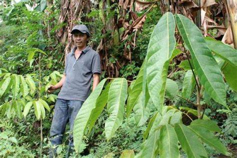 Dari Berburu ke Petani Gaharu - raincitystudios.com