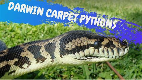 DARWIN CARPET PYTHONS - CrittaCam - YouTube