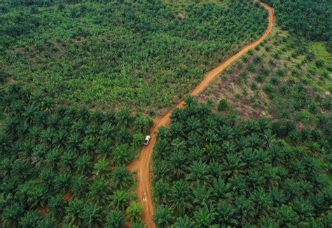 Data Deforestasi, Luas Lahan Sawit, hingga Kawasan … - raincitystudios.com
