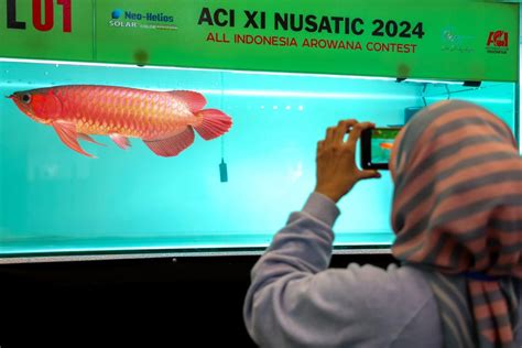 Database Supplier Ikan Hias Indonesia - Daftar Alamat … - raincitystudios.com