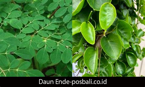 daun ende - elchoricharrua.com